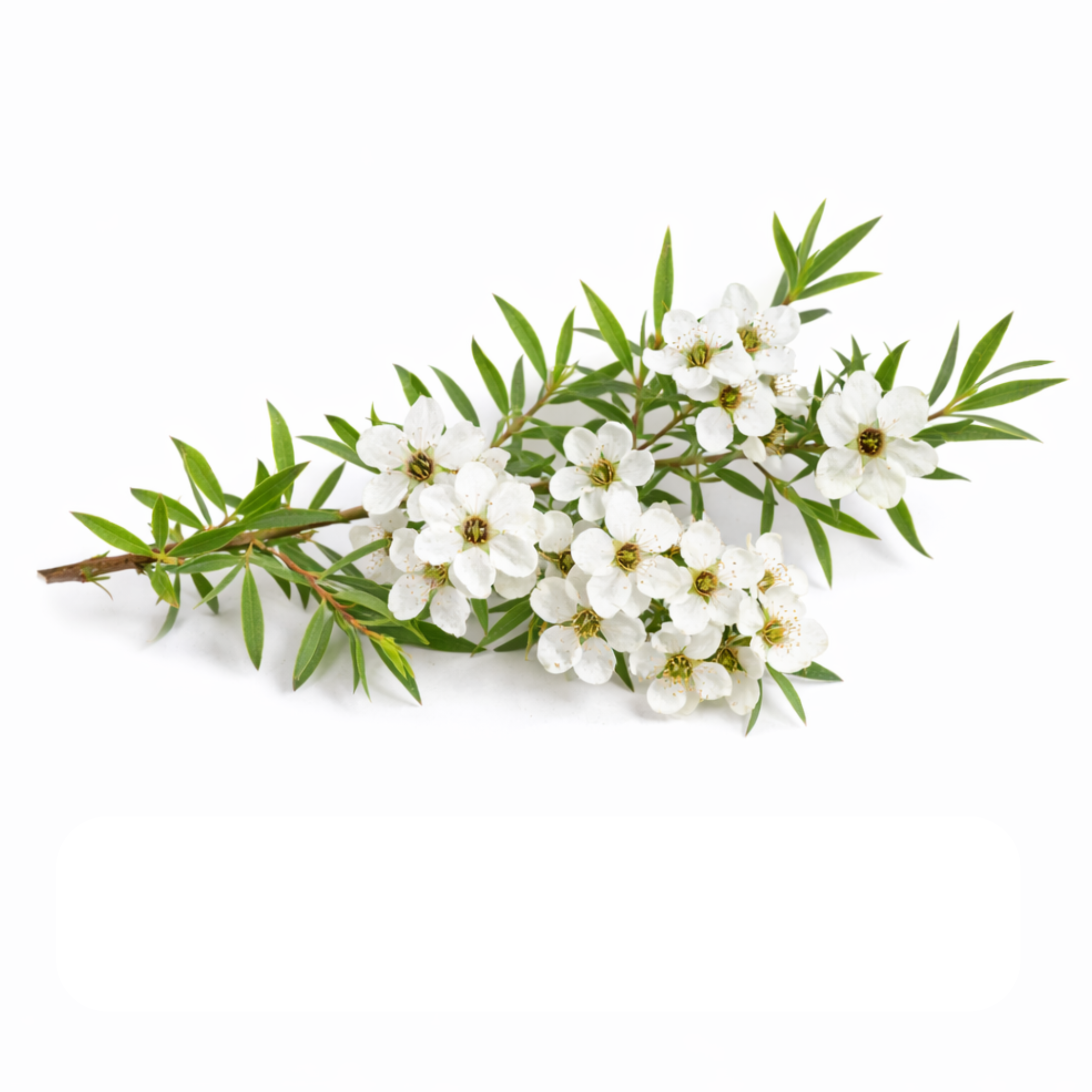 Kanuka (Kunzea Ericoides Leaf Extract)